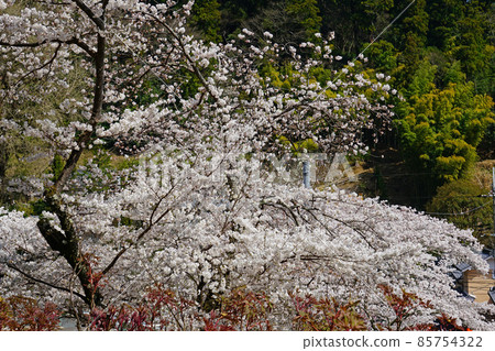 Hase-ji Temple cherry blossoms Nara Prefecture 85754322
