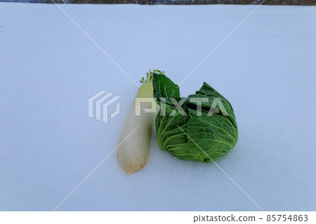 冬天儲存在雪地裡的蔬菜 雪下的蔬菜 儲存在雪地裡 冬天儲存在雪地裡的蔬菜 雪下的蔬菜 儲存在雪地裡 85754863