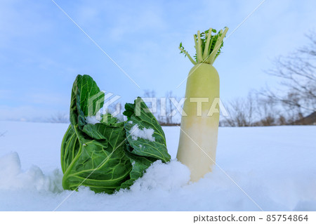 Vegetables stored in the snow in winter Vegetables under the snow Stored in the snow Vegetables stored in the snow in winter Vegetables under the snow Stored in the snow 85754864
