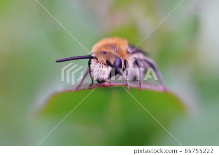 Frontal closeup on a hairy maleof the common plasterer bee, Colletes daviesanus on a green leaf Frontal closeup on a hairy maleof the common plasterer bee, Colletes daviesanus on a green leaf 85755222