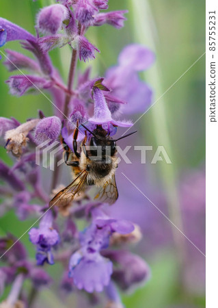 Vertical shot of a female red mason bee, Osmia rufa, enjoying the netar from pink flowers of catmint, Nepeata cataria 85755231