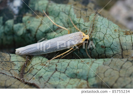 Closeup of the hoary footman moth , Eilema caniola, among dried leafs Closeup of the hoary footman moth , Eilema caniola, among dried leafs 85755234