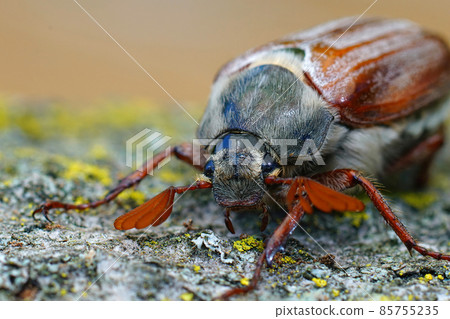 Frontal closeup on the head and antenaa of the cockchafer, Melolontha melolontha 85755235
