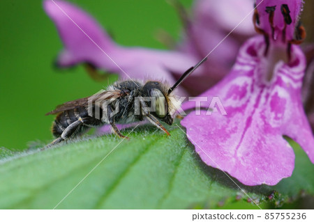 Closeup of a male of the alfalfa leafcutting bee, Mehachile rotundata oin front of a purple flower of woundwort, Stachys. 85755236