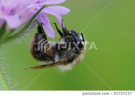 Closeup of a common carder bee, Bombus pascuorum hiding from the upcoming rain at the underside of a purple Field scabious flower, Knautia arvensis 85755237