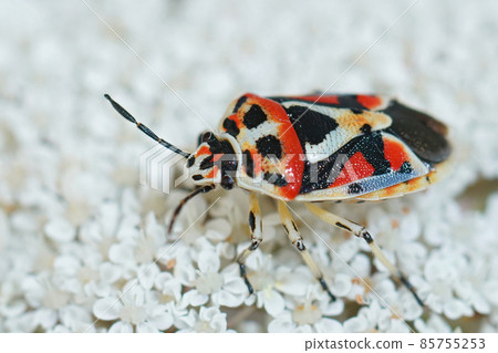Closeup on the Ornate shield bug, Eurydema ornata on the white flower of wild carrot, Daucus carota in Gard, France Closeup on the Ornate shield bug, Eurydema ornata on the white flower of wild carrot, Daucus carota in Gard, France 85755253