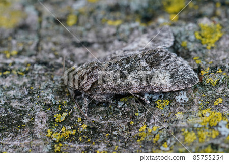 Closeup on the Poplar grey moth, Subacronicta megacephala on a peice of wood Closeup on the Poplar grey moth, Subacronicta megacephala on a peice of wood 85755254