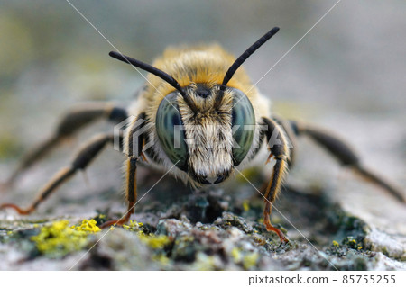 Frontal closeup on a male golden-tailed woodborer bee, Lithurgus chrysurus in Gard, France Frontal closeup on a male golden-tailed woodborer bee, Lithurgus chrysurus in Gard, France 85755255