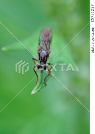 Vertical closeup of a Striped-legged Robber Fly, Dioctria hyalipennis against a green blurred background Vertical closeup of a Striped-legged Robber Fly, Dioctria hyalipennis against a green blurred background 85755257