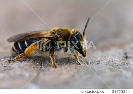 Closeup of the female of the Small Gorse mining bee, Andrena ovatula on a piece of bark Closeup of the female of the Small Gorse mining bee, Andrena ovatula on a piece of bark 85755264