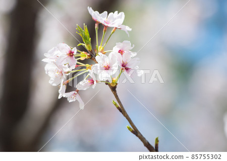 日本的春天櫻花盛開 日本的春天櫻花盛開 85755302