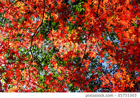 愛媛縣滑床峽的紅葉 愛媛縣滑床峽的紅葉 85755303