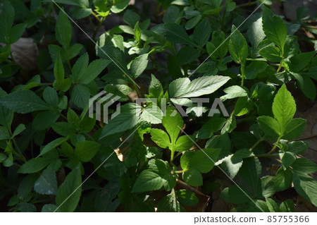 陽光下的小草 陽光下的小草 85755366