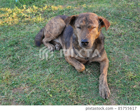 Dark brown cute puppy resting on the green lawn, Dog on grass land, The behavior of pets Dark brown cute puppy resting on the green lawn, Dog on grass land, The behavior of pets 85755617