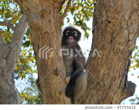 Dusky leaf monkey on tree, A forest mammal with green trees and shrubs Dusky leaf monkey on tree, A forest mammal with green trees and shrubs 85755618