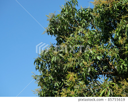 Mango blossom on tree plant, Bright color and shadow on the green leaves of mango tree with blue sky in background Mango blossom on tree plant, Bright color and shadow on the green leaves of mango tree with blue sky in background 85755619