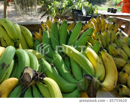 Group of Cavendish Banana (Musa Acuminata Cavendish Subgroup) in market, The skin of tropical fruits is green and yellow, Thailand Group of Cavendish Banana (Musa Acuminata Cavendish Subgroup) in market, The skin of tropical fruits is green and yellow, Thailand 85755620