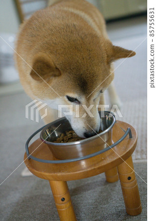Shiba inu eating rice Shiba inu eating rice 85755631