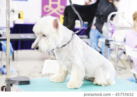 West Highland White Terrier in an animal beauty salon on a grooming table West Highland White Terrier in an animal beauty salon on a grooming table 85755632