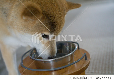 Shiba inu eating rice 85755633