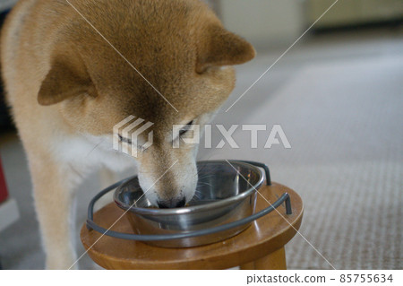 Shiba inu eating rice Shiba inu eating rice 85755634
