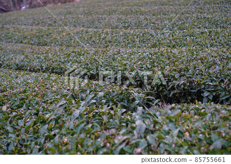 Tea plantation in Kochi prefecture Tea plantation in Kochi prefecture 85755661