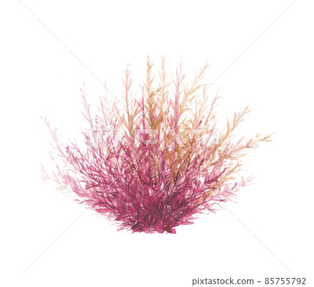 石花菜科天草 85755792