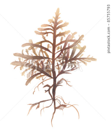 Obakusa seaweed 85755793