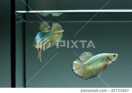 Cobra Betta fish siamnese Fighting Fish Splendens swimming in Fish tank 85755897