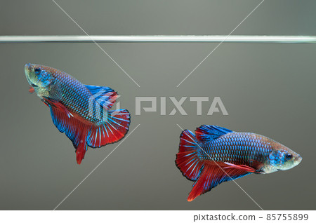 Two Betta fish fancy Siamese fighting fish in fish tank 85755899
