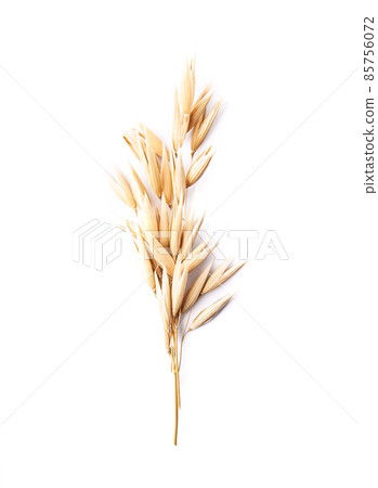Oat plant Oat plant 85756072