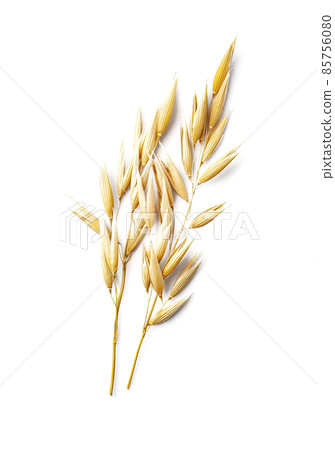 Oat spike 85756080