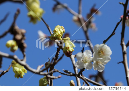 A macro close-up shot of the branches of a corylopsis spicy tree that blooms pale yellow flowers against the backdrop of white plum blossoms in the clear sky. A macro close-up shot of the branches of a corylopsis spicy tree that blooms pale yellow flowers against the backdrop of white plum blossoms in the clear sky. 85756544