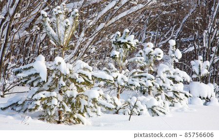 Snow covered fir trees on a sunny winter day Snow covered fir trees on a sunny winter day 85756606
