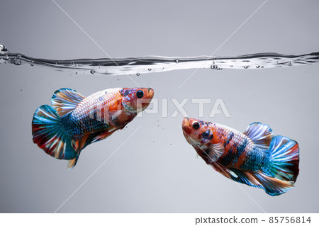 Two Blue Betta fish fancy Siamese fighting fish in fish tank Two Blue Betta fish fancy Siamese fighting fish in fish tank 85756814