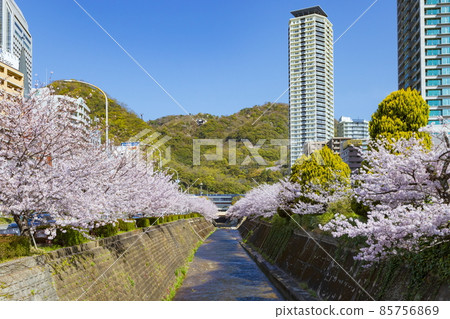 兵庫縣神戶市中央區新神戶站前的櫻花景色 85756869