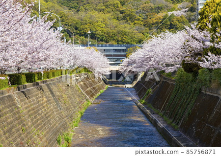 兵庫縣神戶市中央區新神戶站前的櫻花景色 85756871