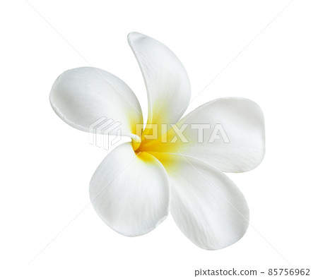 Blooming phumelia or Champa flower isolated with clipping path on white background Blooming phumelia or Champa flower isolated with clipping path on white background 85756962