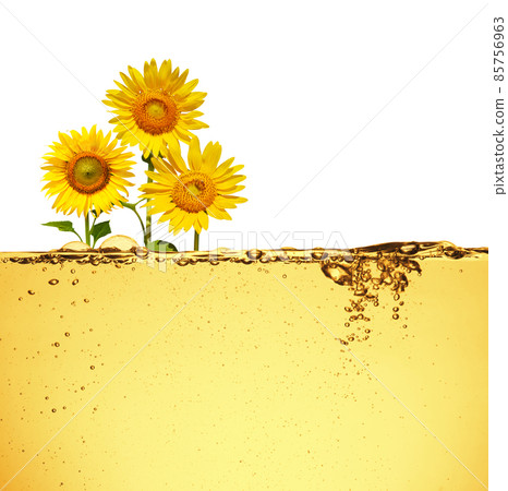 Sunflower plant montage photo with sunflowers Vegetable oil is on white background Sunflower plant montage photo with sunflowers Vegetable oil is on white background 85756963