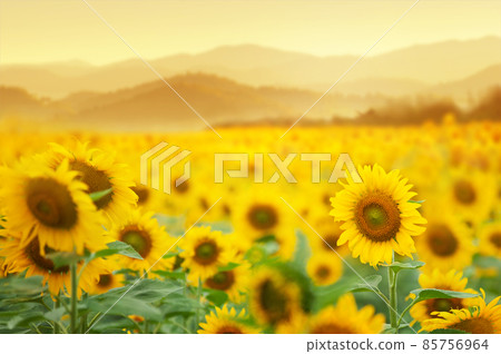 Beautiful field of blooming sunflowers against sunset golden light and blurry mountains landscape background Beautiful field of blooming sunflowers against sunset golden light and blurry mountains landscape background 85756964