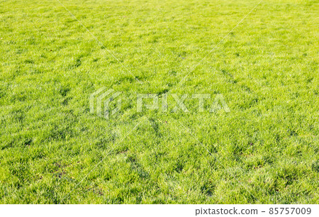 Rich fresh green grass, full texture 85757009