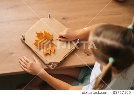 Cropped shot of thoughtful little child girl holding beautiful dry maple leaf to create herbarium diy at home. Cropped shot of thoughtful little child girl holding beautiful dry maple leaf to create herbarium diy at home. 85757100