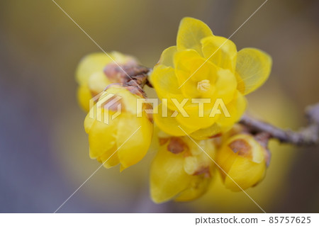 Cute Japanese allspice flower that has begun to bloom Cute Japanese allspice flower that has begun to bloom 85757625