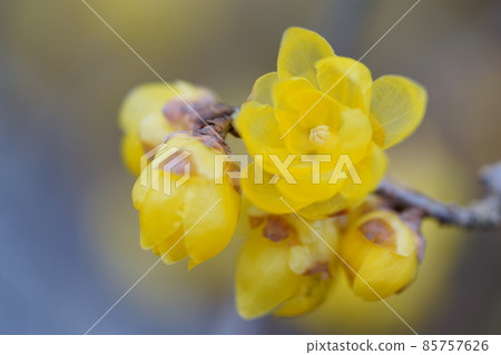 Cute Japanese allspice flower that has begun to bloom 85757626