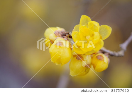 已經開始開花的可愛日本五香粉花 85757630