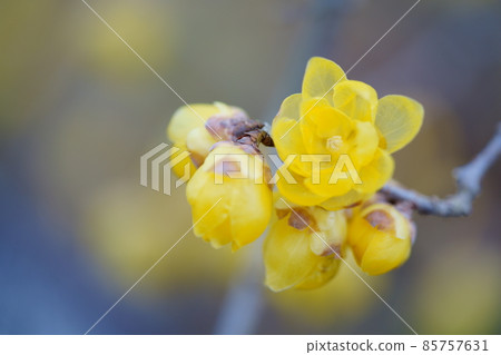 Cute Japanese allspice flower that has begun to bloom Cute Japanese allspice flower that has begun to bloom 85757631