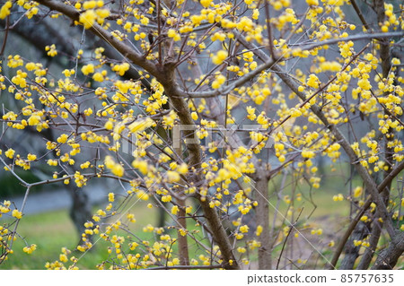 Rubai in full bloom 85757635