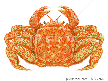  Hairy crab 85757669