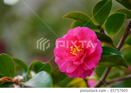 Sasanqua flowers that color the winter Sasanqua flowers that color the winter 85757805