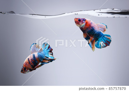 Couple of Betta fish fancy Siamese fighting fish in fish tank with clipping path 85757870